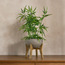 Terra Bamboo Plant in Pot - 60 cm-household-gardenandoutdoor-artificialplants-pottedplants-image-1