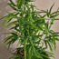 Terra Bamboo Plant in Pot - 60 cm-household-gardenandoutdoor-artificialplants-pottedplants-image-2