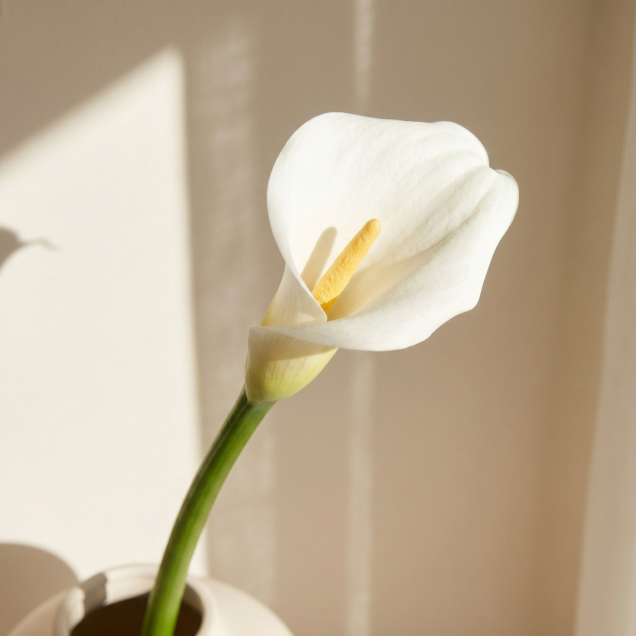 غصن زهرة - كالا - 69 سم-household-gardenandoutdoor-artificialflowersandplants-stems-image-2