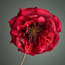 غصن زهرة فردية - 56 سم-household-christmas-wreathsgarlandsandflowers-flowers-image-3
