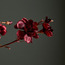 غصن ديكور ماتيولا إنكانا - 68 سم-household-christmas-wreathsgarlandsandflowers-flowers-image-2