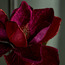 Magnolia Stem - 64 cm-household-christmas-wreathsgarlandsandflowers-flowers-image-2