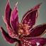 Burgundy Poinsettia Spray - 45 cm-household-christmas-wreathsgarlandsandflowers-flowers-image-2