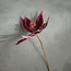 Burgundy Poinsettia Spray - 45 cm-household-christmas-wreathsgarlandsandflowers-flowers-image-4