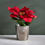 Poinsettia in Pot-household-christmas-wreathsgarlandsandflowers-flowers-image-1