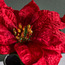 Poinsettia in Pot-household-christmas-wreathsgarlandsandflowers-flowers-image-2