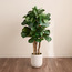 شجرة فيدل في إناء زرع - أوربانو بلانك - 120 سم-household-gardenandoutdoor-trees-image-4