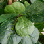 شجرة فيدل في إناء زرع - أوربانو بلانك - 120 سم-household-gardenandoutdoor-trees-image-3