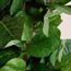 شجرة فيدل في إناء زرع - أوربانو بلانك - 183 سم-household-gardenandoutdoor-trees-image-3