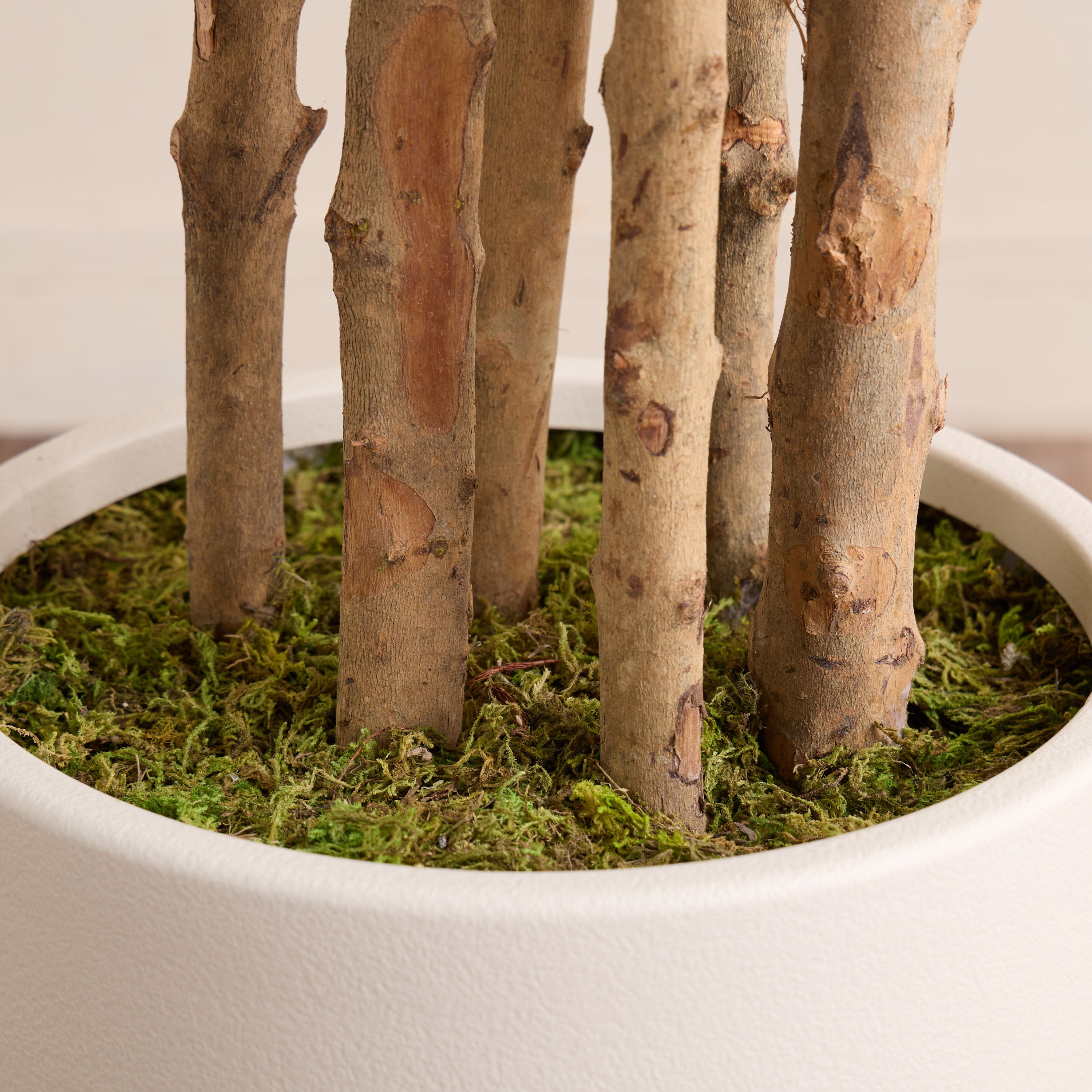 شجرة فيدل في إناء زرع - أوربانو بلانك - 183 سم-household-gardenandoutdoor-trees-image-3