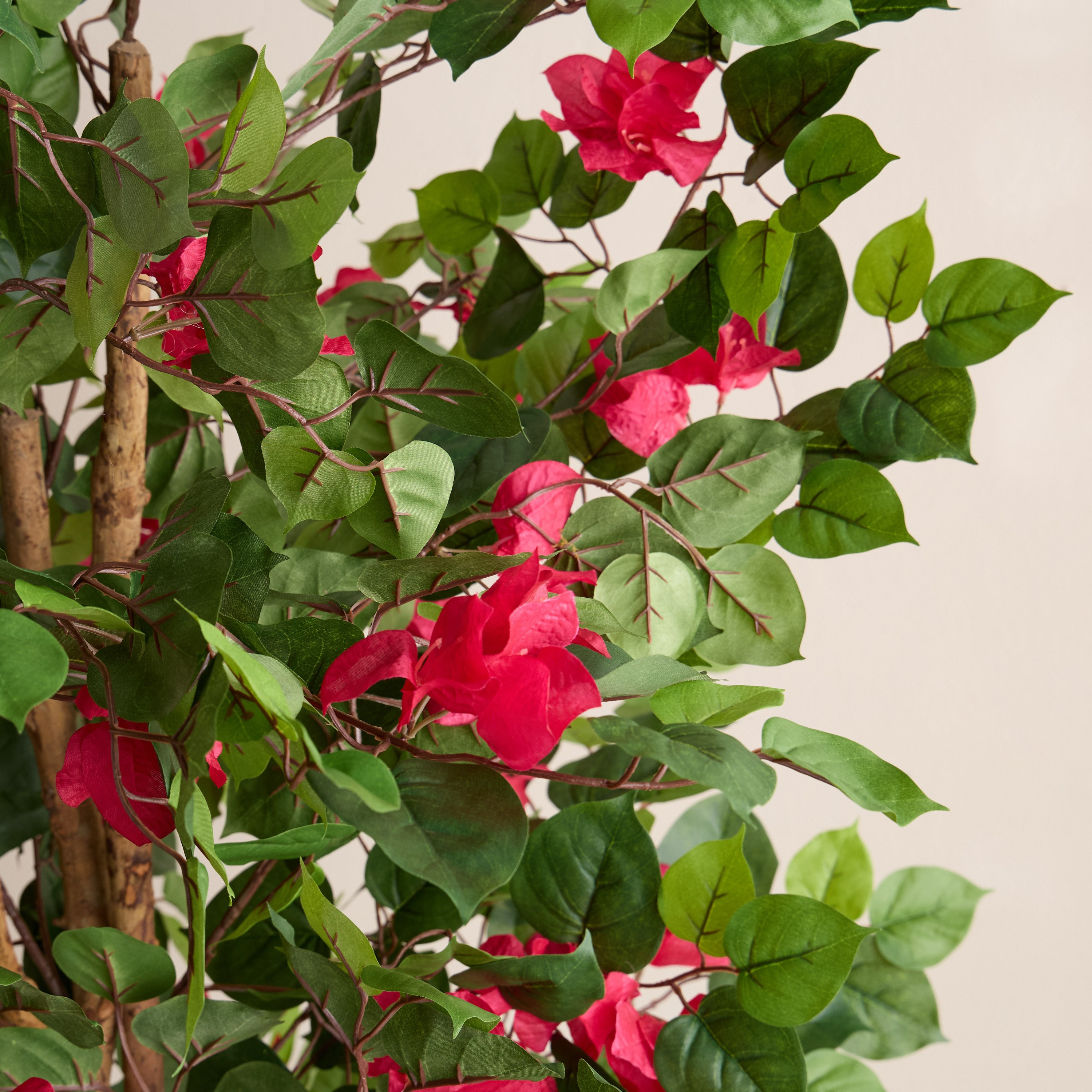 شجرة بوغنفيلية المتسلقة في إناء زرع - أوربانو بلانك - 183 سم-household-gardenandoutdoor-trees-image-2
