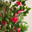 شجرة بوغنفيلية المتسلقة في إناء زرع - أوربانو بلانك - 183 سم-household-gardenandoutdoor-trees-image-3