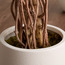 شجرة بوغنفيلية المتسلقة في إناء زرع - أوربانو بلانك - 183 سم-household-gardenandoutdoor-trees-image-2