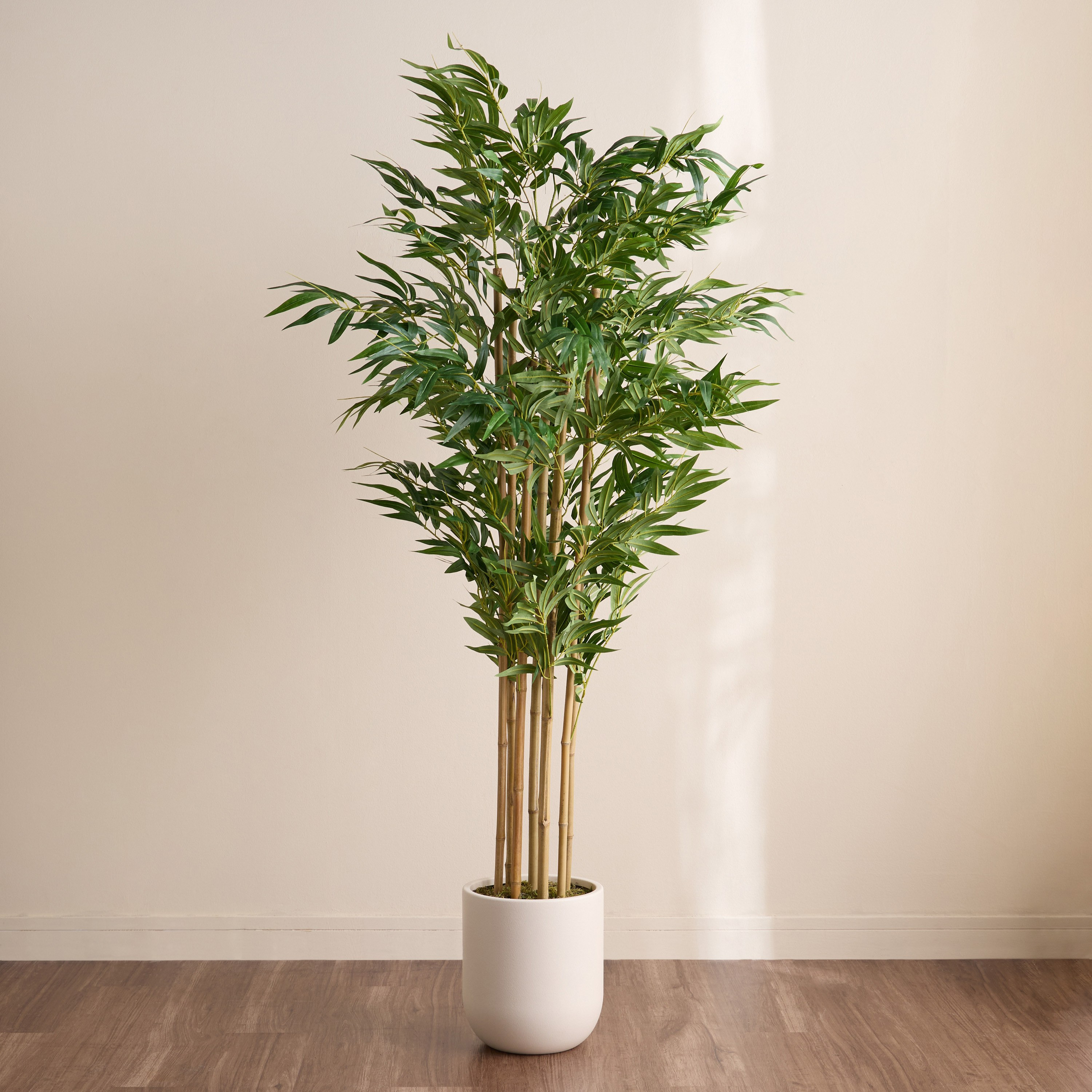 شجرة خيزران أوربانو بلانك في مزهرية – ١٨٣ سم-household-gardenandoutdoor-trees-image-1