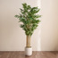 شجرة خيزران أوربانو بلانك في مزهرية – ١٨٣ سم-household-gardenandoutdoor-trees-image-4