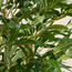 شجرة خيزران أوربانو بلانك في مزهرية – ١٨٣ سم-household-gardenandoutdoor-trees-image-3