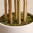 شجرة خيزران أوربانو بلانك في مزهرية – ١٨٣ سم-household-gardenandoutdoor-trees-image-2