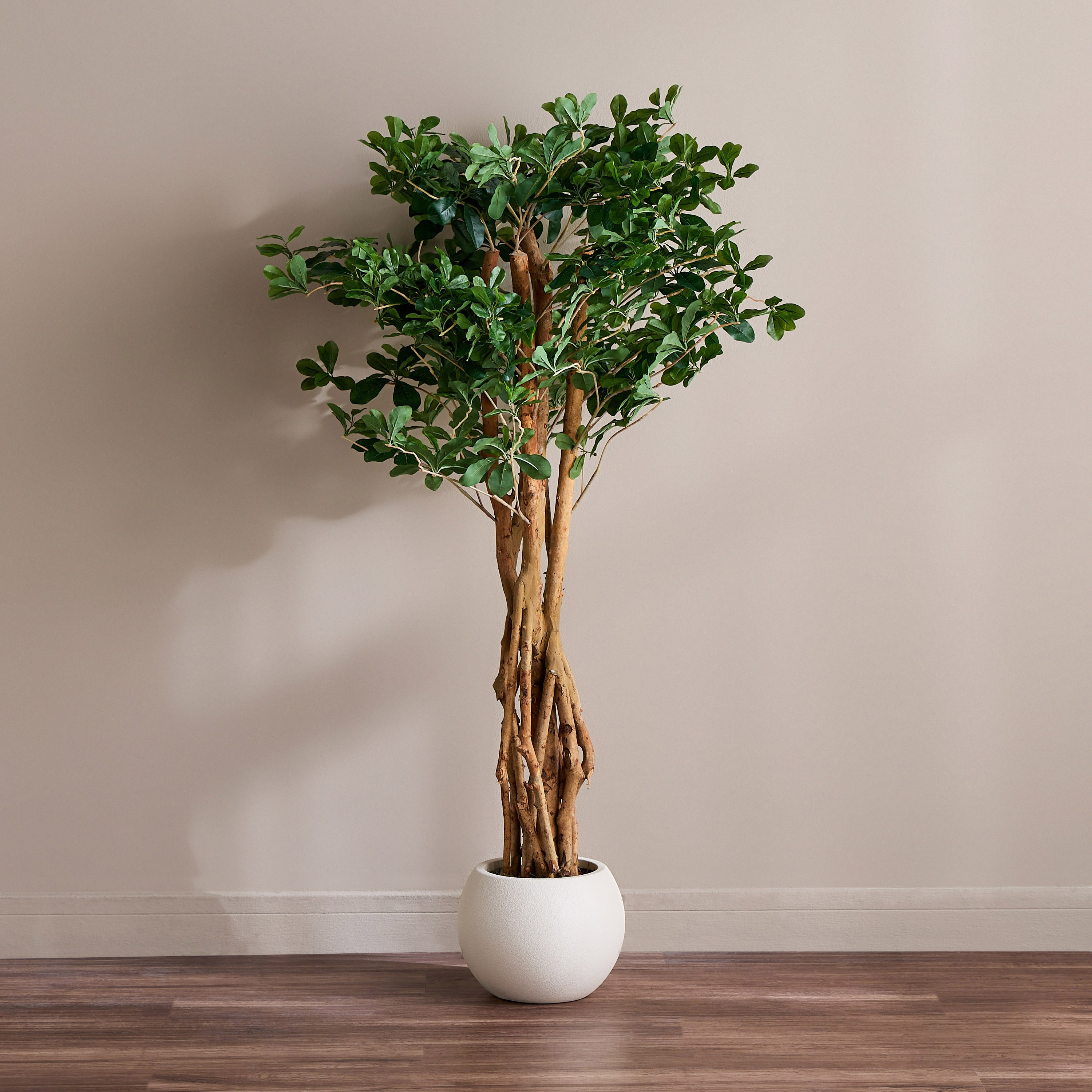 شجرة الزيتون الألمانية في إناء زرع - أوربانو بلانك - 140 سم-household-gardenandoutdoor-trees-image-1