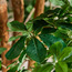 شجرة الزيتون الألمانية في إناء زرع - أوربانو بلانك - 140 سم-household-gardenandoutdoor-trees-image-3