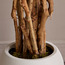 شجرة الزيتون الألمانية في إناء زرع - أوربانو بلانك - 140 سم-household-gardenandoutdoor-trees-image-2