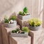 حديقة زن في إناء سيراميك - شانتيلي - 12 سم-household-gardenandoutdoor-artificialplants-pottedplants-image-1