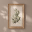 لوحة جدارية كانفاس بوتانيك ريحانة بإطار - 40x60 سم-household-walldecorandmirrors-wallart-image-4