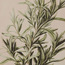 لوحة جدارية كانفاس بوتانيك ريحانة بإطار - 40x60 سم-household-walldecorandmirrors-wallart-image-2