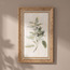 Botanique Jamila Framed Canvas Wall Art - 40x60 cm-household-walldecorandmirrors-wallart-image-1