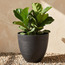 Berly Planter - 27 cm-household-gardenandoutdoor-potsandplanters-planters-image-1