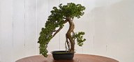 Bonsai