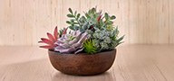 Succulents
