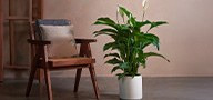 Live Plants