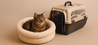 Beds & Carriers