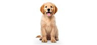 Dogs
