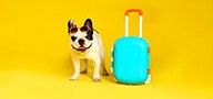 Travel